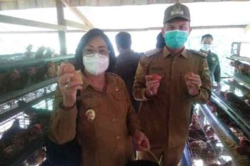 Peluang usaha telur ayam di Gumas dinilai menjanjikan