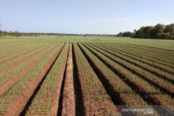 Bantul menggandeng BMKG bina kelompok tani pahami iklim untuk pertanian