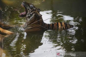 Populasi Harimau Sumatra