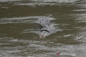 Lima tahun buaya terjerat ban di sungai Palu