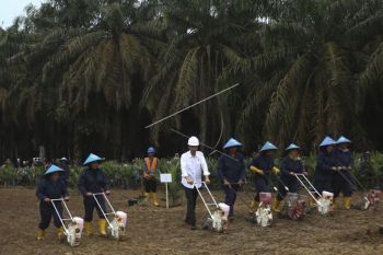 Gapki Sumsel berharap program peremajaan sawit rakyat berlanjut