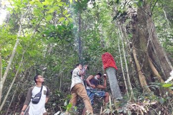 Populasi Bunga Bangkai dan Raflesia ditemukan di Kamang Mudiak