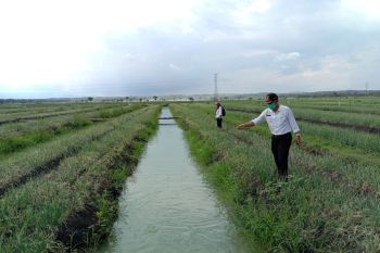 Kulon Progo mendukung petani Srikayangan kembangkan mina bawang