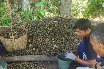 Perajin kolang kaling di Cianjur kebanjiran pesanan