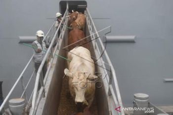 Sapi Impor Australia