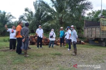 Produksi sawit PTPN XIV alami tren positif