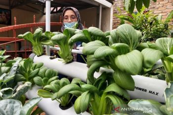 Usulan  dana pokir DPRD Padang bidang pertanian meningkat  tajam