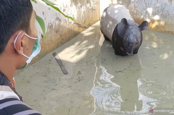 Seekor tapir liar nyasar ke kolam ikan warga