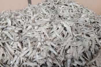 Labuhan Maringgai sentra ikan teri di Kabupaten Lampung Timur