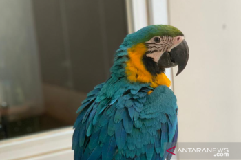 Saat berlebaran, burung harga puluhan juta di Lombok Timur diembat maling