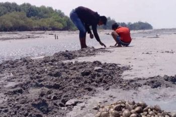 "Ngabuburit" sambil mencari kerang laut di Pantai Mutiara Baru