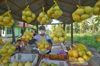 Panen Lemon Organik