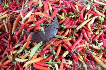 Harga cabai di Sangihe turun menjadi Rp80 ribu per kilogram
