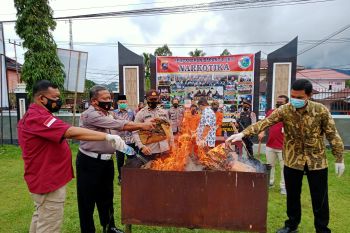 Barang bukti berupa 19 paket besar ganja  dibakar Polres Pasaman (Video)