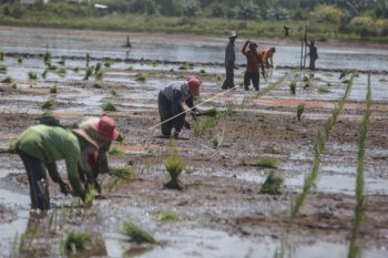 Hasil Produktivitas Padi Di Lahan Rawa Kalteng Meningkat