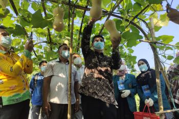 Agrowisata Unila tawarkan beragam macam buah untuk dipetik wisatawan