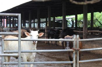Pengembangan 'desa seribu sapi' di Lampung dorong swasembada daging