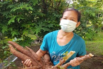 Harga singkong di Tulangbawang naik