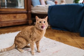 Peneliti temukan kasus penularan COVID-19 dari manusia ke kucing