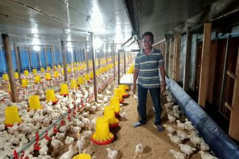 Ini seorang petenak ayam di Pasaman dengan omzet capai Rp130 Juta per lima puluh hari (Video)