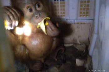 Karantina Pertanian Lampung gagalkan penyelundupan dua anak orangutan