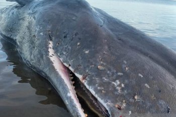 Seekor paus sepanjang 9,9 meter mati terdampar di pantai Timor Tengah Utara