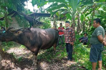 Untuk persiapan Idul Fitri. pasar ternak di Padang Pariaman mulai ramai pembeli