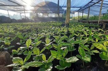 PLN membantu puluhan ribu bibit kopi di Sembalun, Lombok