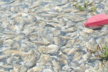Pemkab Agam sebut kerugian ikan mati massal di Danau Maninjau capai Rp3,6 miliar