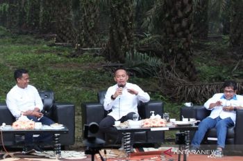 Kiat PTPN V membangun kebun dengan produktivitas sawit muda tertinggi di Indonesia