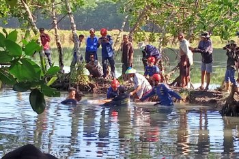 Tim evakuasi di Maros kembalikan lumba-lumba ke habitatnya di laut