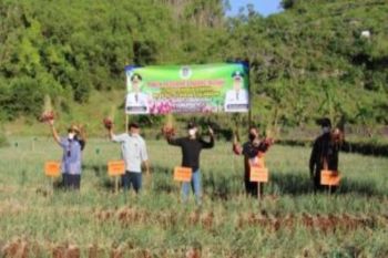 Gunung Kidul dukung petani pesisir tanam bawang merah