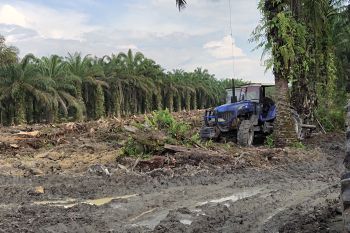 Sejumlah petani sawit Kuansing mulai laksanakan program replanting