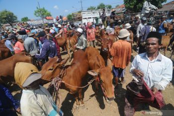 Harga Sapi Madura Naik