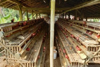 Peternak ayam petelur Kulon Progo mengeluhkan tingginya harga pakan