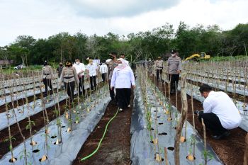 Bupati Bengkalis ajak masyarakat manfaatkan lahan di sekitar rumah