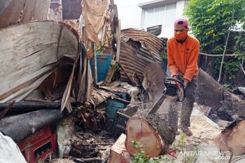 DLH Padang siap bantu bersihkan pohon yang timpa rumah warga