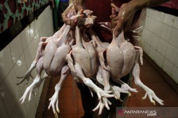 Harga ayam potong di Makassar naik jelang Idul Fitri 1442 H