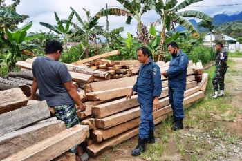Gakkum KLHK sita 65 batang kayu hasil pembalakan liar di Mamuju