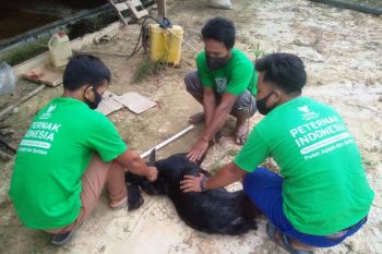 Balai Ternak BAZNAS Siak penuhi pesanan hidangan olahan daging