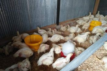 Harga ayam potong di Mamuju melonjak jelang Idul Fitri