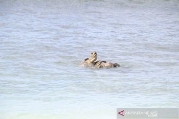 Wisatawan Pulau Angso Duo Pariaman temukan sepasang penyu sedang kawin