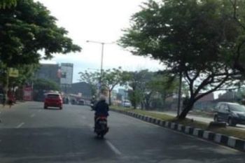 Wabup Mamuju janji akan pangkas pohon yang berpotensi tumbang