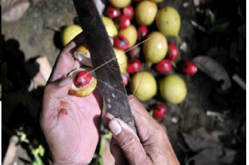 On the scent of the Dutch nutmeg on Banda Islands