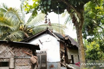 Rumah warga kurang mampu tertimpa pohon kelapa di Bonjol, kerugian 15 juta