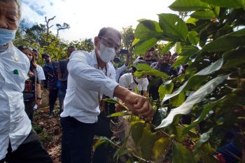 Pemkab Sigi  bantu petani untuk budidaya tanaman kopi arabica