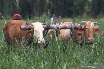 Bajak Sawah Tenaga Sapi