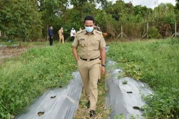 Kebun percontohan Balai Benih Pertanian potensial dijadikan agrowisata