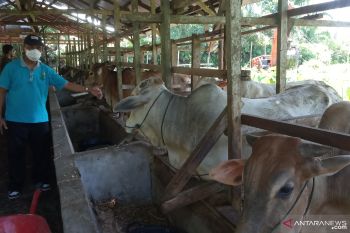 Mencapai 100 ekor permintaan sapi kurban di Raudhah Farm Agam