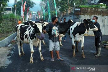 Gelar tradisi Syawalan, warga Lereng Merapi arak ternak dengan prokes ketat